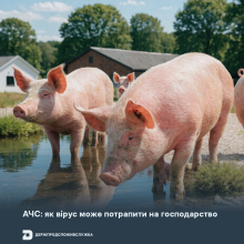 Ви зараз переглядаєте АЧС: як вірус може потрапити на господарство