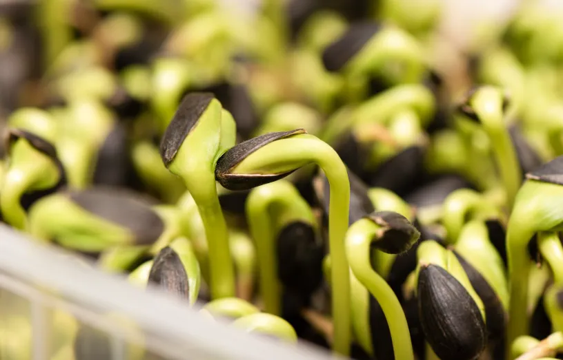 Ви зараз переглядаєте Україна синхронізувала законодавство з ЄС щодо ГМО, але питання контролю залишається неврегульованим