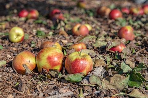 Ви зараз переглядаєте Австралія запускає програму для зменшення втрат продукції на фермах
