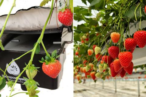 Ви зараз переглядаєте Гідропонна полуниця: виробники звертають увагу на простір під субстратом, щоб знизити ризики хвороб кореня і коронки