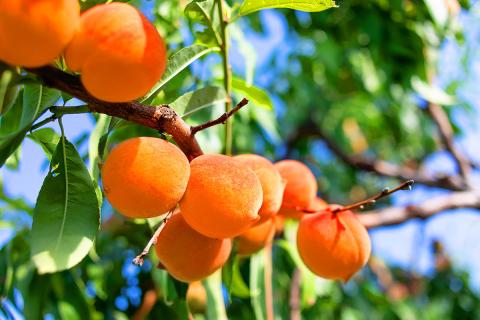 Ви зараз переглядаєте USDA виділяє до $9 млн на викорчовування персикових садів у Каліфорнії після закриття заводу Del Monte