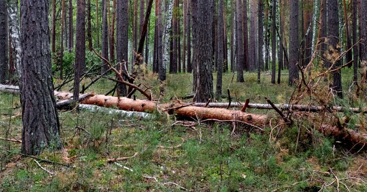 Ви зараз переглядаєте Самовільна вирубка дерев у полях може обернутися кримінальною справою