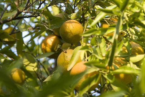 Ви зараз переглядаєте EPA схвалило підщепу CarriCea T1 для захисту цитрусових від хвороби «озеленіння»