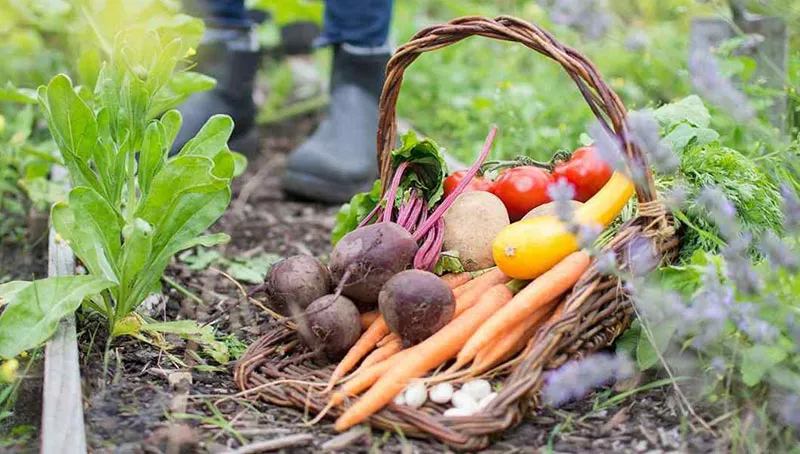 Ви зараз переглядаєте Фермер з Вінниччини вирощує овочі відкритого ґрунту у два обороти