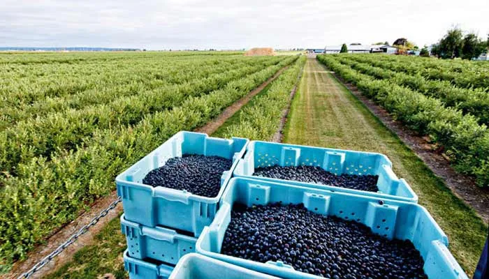Ви зараз переглядаєте Україна шукає нову модель експорту лохини