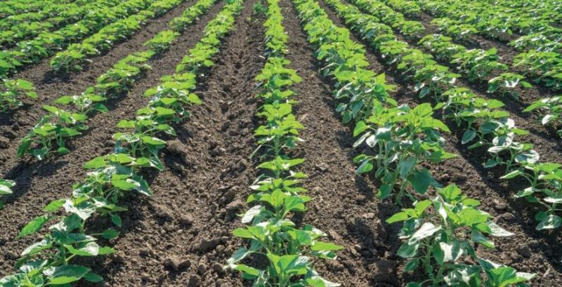 Аграріям радять посилити контроль бур’янів на ранніх етапах розвитку соняшника, кукурудзи та сої