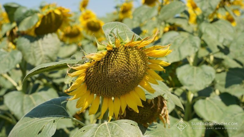Ви зараз переглядаєте Аграрії в Україні збільшують посіви соняшника та зменшують площі під соєю — USDA