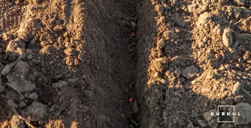 Американські аграрії почали сіяти кукурудзу