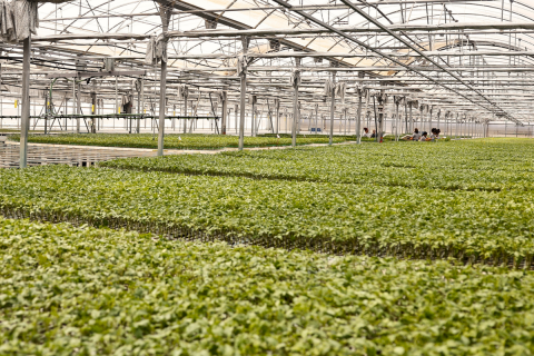 Ви зараз переглядаєте Модернізація ліній посіву для органічного виробництва: досвід Saliplant