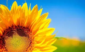 Ви зараз переглядаєте Соняшник утримує максимуми сезону: окремі контракти укладаються вже понад 32 000 грн/т