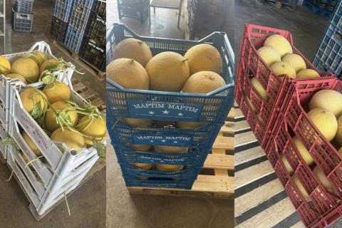 Ви зараз переглядаєте Невдалий ранній врожай динь на Криті через холодну зиму
