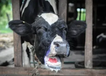 Ви зараз переглядаєте В Україні заявили про приховану епідемію ящуру в рф