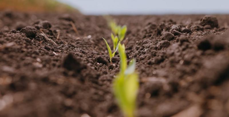 Біопрепарати можуть замінити до 50 кг азоту на гектар — думка