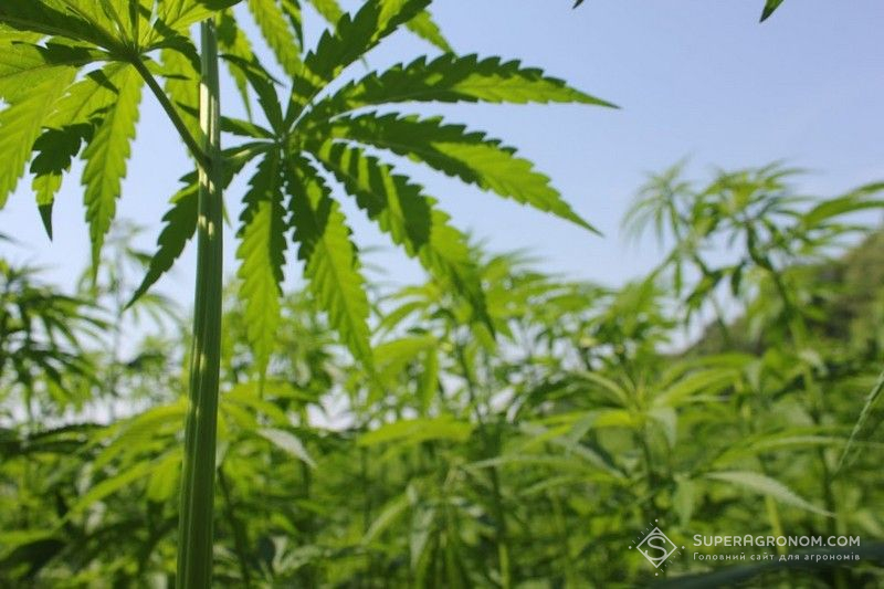 Ви зараз переглядаєте Біорозкладне добриво повільного вивільнення розробляють з конопляної костри у Німеччині