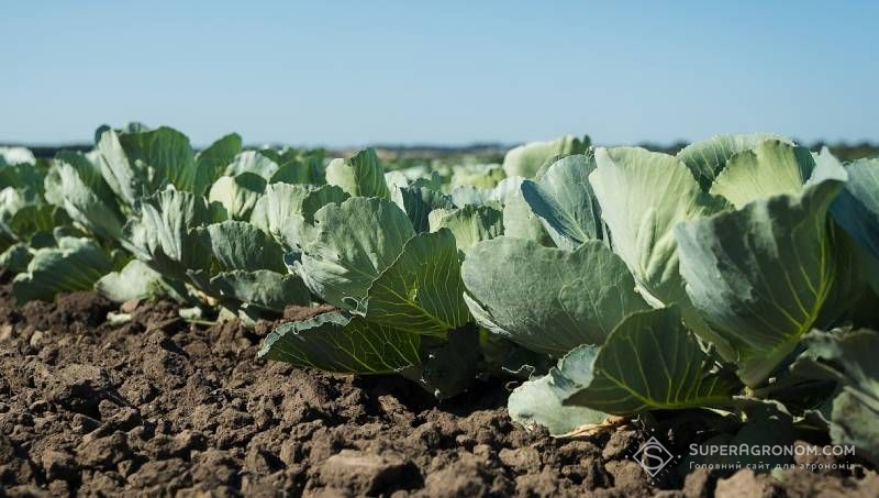 Ви зараз переглядаєте Біовугілля у поєднанні з корисними бактеріями стимулює ріст капусти завдяки покращеному засвоєнню азоту — результати дослідів