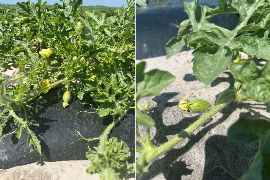 Рослини кавунів, які розвиваються.