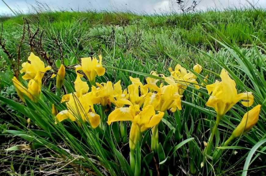 Ви зараз переглядаєте На півдні України масово цвітуть карликові іриси