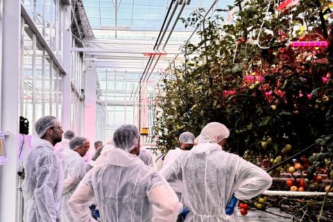 Ви зараз переглядаєте Вирощування томатів під повним LED освітленням зменшує витрати тепла на 50%