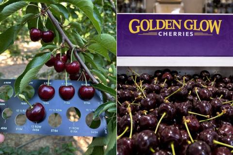 Ви зараз переглядаєте Сезон черешні в Каліфорнії стартує раніше: ритейл готує промо до Дня матері та Memorial Day