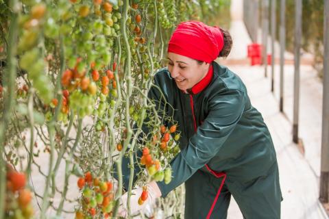 Ви зараз переглядаєте Експорт томатів з Марокко у сезоні 2024/25 сягнув 745 тис. т, але сектор стикається зі зростанням витрат
