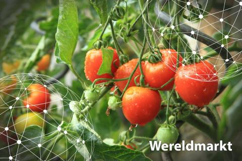 Ви зараз переглядаєте Світовий ринок помідорів: сезонні коливання змащуються, ціни в Європі коригуються, а торгівля зміщується між регіонами
