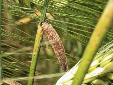 Ви зараз переглядаєте Ячмінь: важливість розпізнавання хвороб листя для врожайності