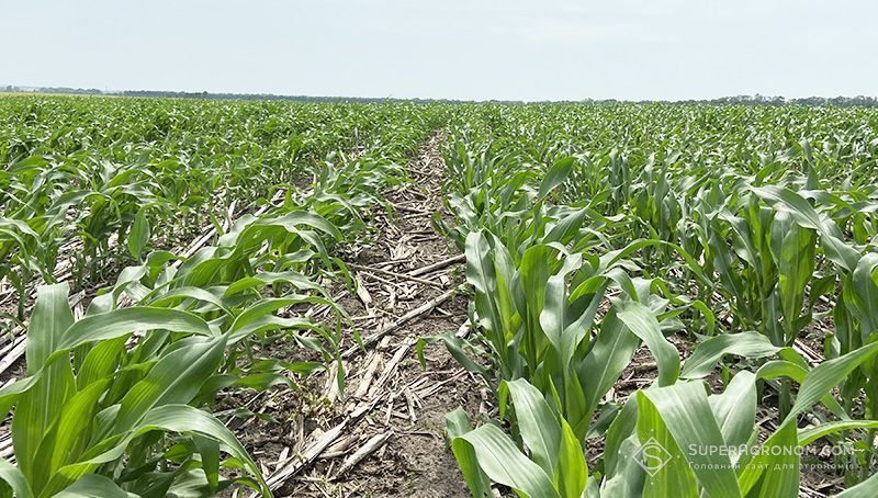 Ви зараз переглядаєте Ціни на пальне змусили аграрія з Київщини скоротити площі під кукурудзою