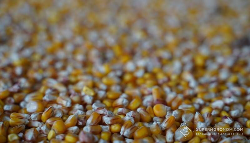 Ви зараз переглядаєте Ціни на зерно в Україні: ринок демонструє стабільність із незначними коливаннями