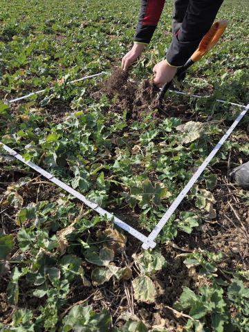 Ви зараз переглядаєте Як фермери можуть зменшити витрати на азотні добрива для ріпаку