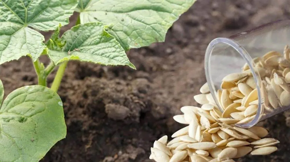 Ви зараз переглядаєте Стало відомо, коли сіяти огірки у відкритий ґрунт