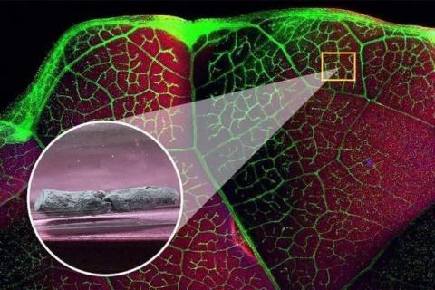 Ви зараз переглядаєте Австралійські вчені вивчають фітомайнінг талію за допомогою листових овочів родини капустяних