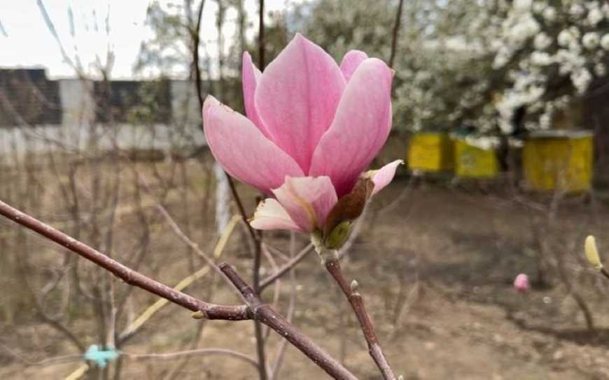 Ви зараз переглядаєте На Волині пенсіонер створив унікальний сад із сотень магнолій
