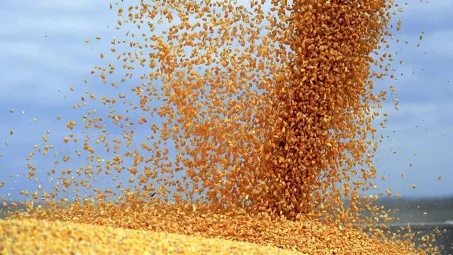 Ви зараз переглядаєте Український зерновий експорт знизився майже на третину