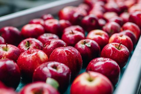 Ви зараз переглядаєте Зростання імпорту яблук до Бразилії на тлі збільшення експорту з ЄС