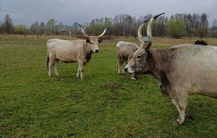 Ви зараз переглядаєте Давню породу угорської сірої корови відроджує фермер на Закарпатті