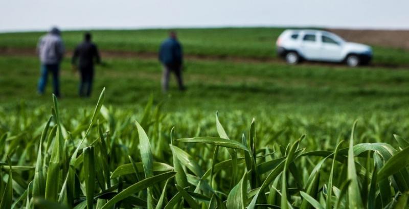 До 12% площ озимих культур можуть потребувати пересіву — Укргідрометцентр