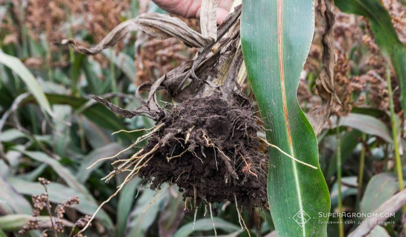 Ви зараз переглядаєте Добрива з перероблених відходів та селекція культур — дослідники вивчають здатність коренів поглинати фосфор