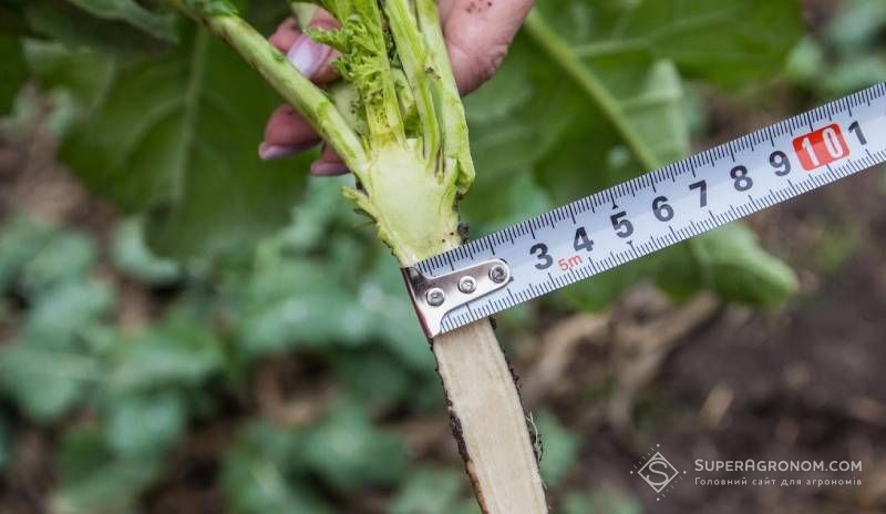 Ви зараз переглядаєте Дослідження показали, що на кількість стручків у рослині ріпаку впливає діаметр кореневої шийки