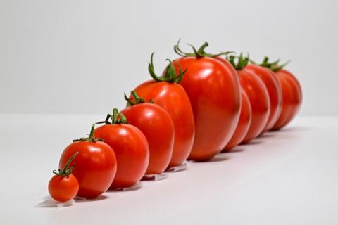 Ви зараз переглядаєте WorldVeg поєднав стійкість томатів до білокрилки та вірусів, які вона переносить