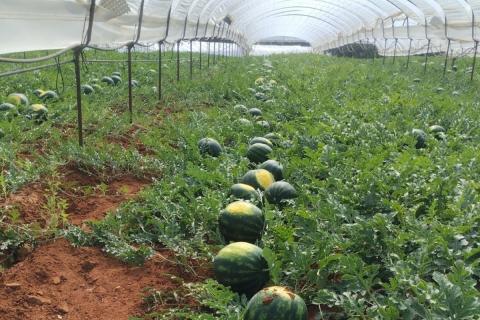 Ви зараз переглядаєте У Греції стартував збір тепличних кавунів: ціни у виробників сягають 1 євро/кг