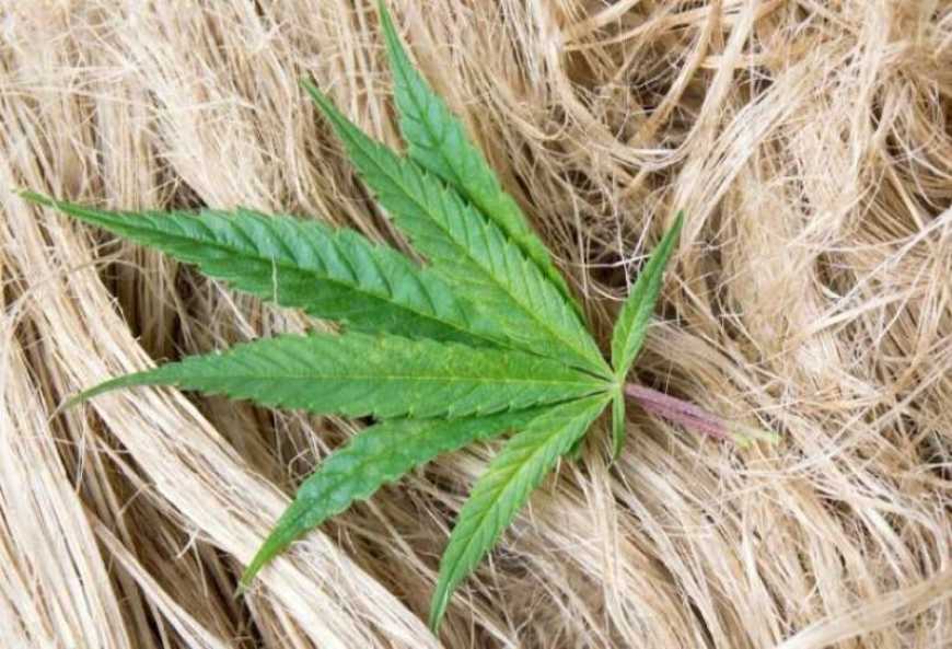 Ви зараз переглядаєте На Житомирщині переробник конопель розширює асортимент продукції