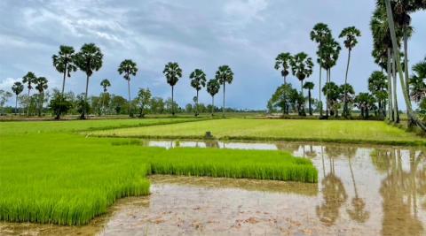 Ви зараз переглядаєте ASEAN-CGIAR завершує першу фазу програми Innovate for Food and Nutrition Security та готується масштабувати напрацювання