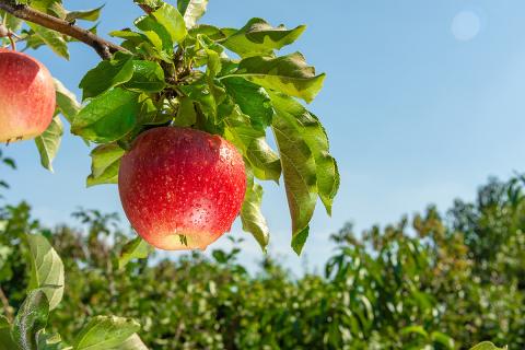 Ви зараз переглядаєте Техас відновлює звітність по площах для підтримки спеціальних культур