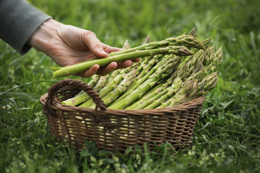 Ви зараз переглядаєте На Полтавщині розпочався сезон збору спаржі