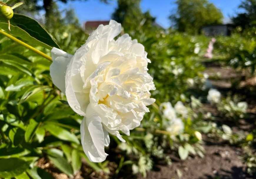 Ви зараз переглядаєте Скільки можна заробити на 1 га півоній