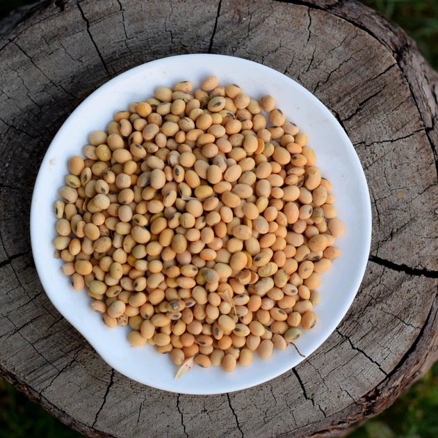 Ви зараз переглядаєте Соя в Україні тримає ціну: переробники компенсують тиск латиноамериканського імпорту