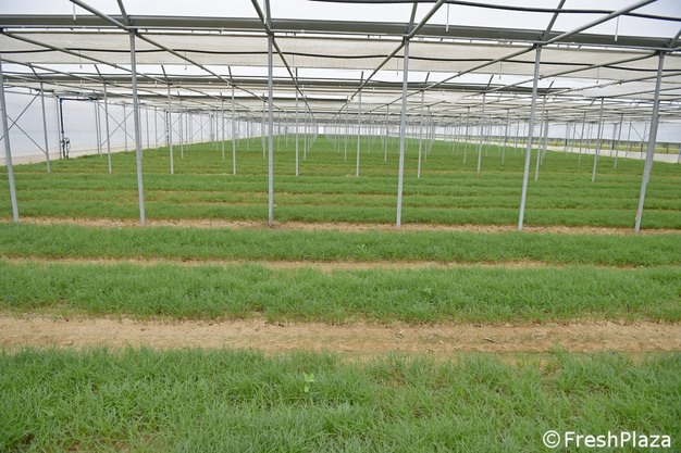 Частковий вигляд теплиці з агретті