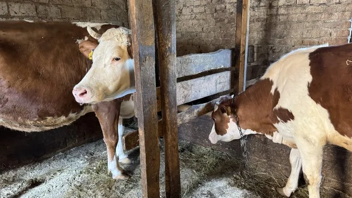 Ви зараз переглядаєте На Полтавщині за час війни майже на 40% поменшало корів