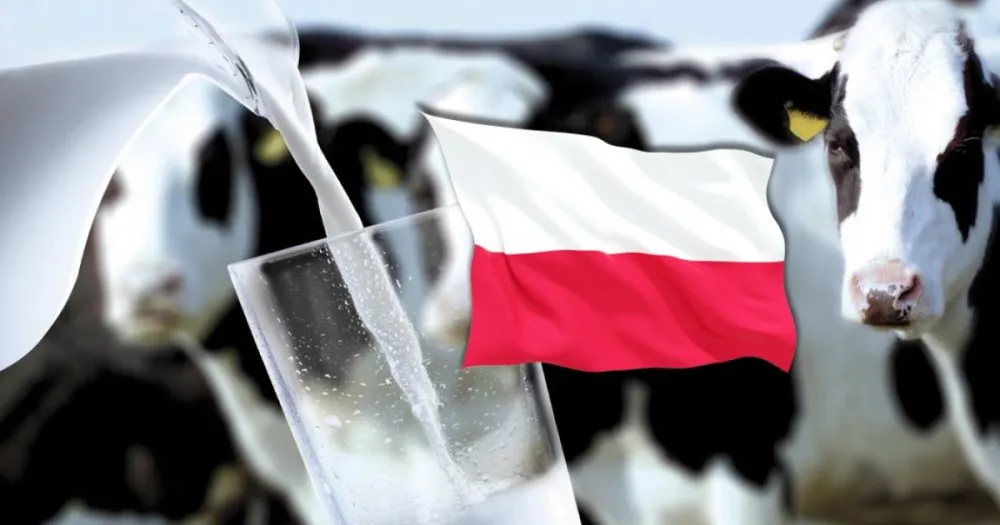 Ви зараз переглядаєте Польща наростила експорт молочної продукції