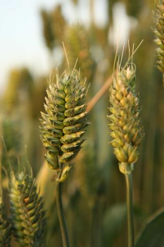 Ви зараз переглядаєте Як відрізнити пшеницю, ячмінь, жито й овес у полі: підказки за колосом і «вушками» листка